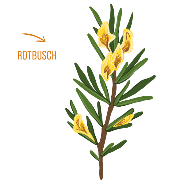 Rotbusch Tee (Rooibos Tee) - MT Naturprodukte